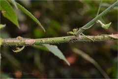 Hibiscus aculeatus